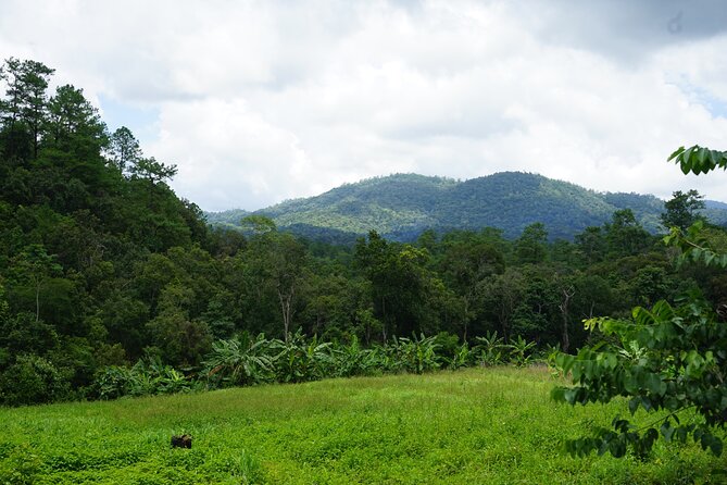 Chiang Mai Trekking Tour :Full day (no rafting) - Jungle trekking around Doi Inthanon: what to expect on the trails