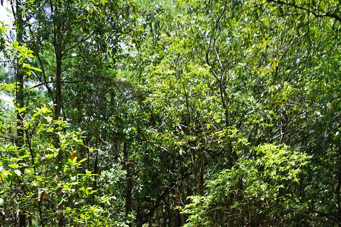 Chiang Mai Trekking Tour :Full day (no rafting) - Waterfall time and why it’s more than a photo break