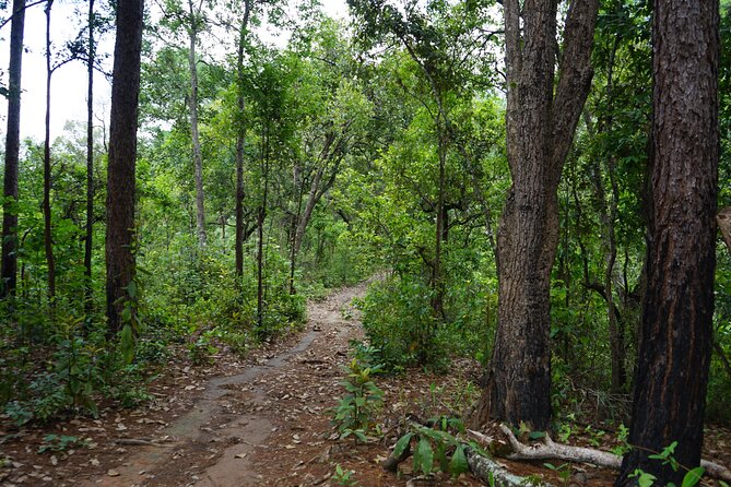 Chiang Mai Trekking Tour :Full day (no rafting) - Price and value: what $64.53 buys you in a full day