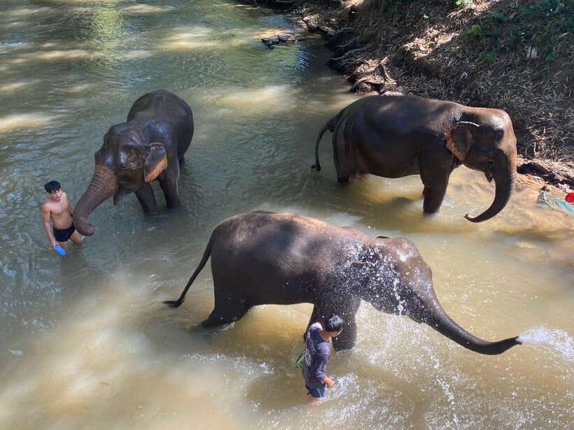 Chiang Mai Untouched Elephant: Nature Walk & Waterfall Trek - Key Things You’ll Remember