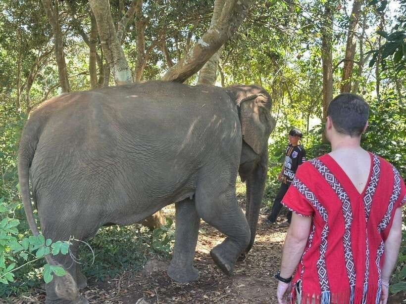 Chiang Mai Untouched Elephant: Nature Walk & Waterfall Trek - Elephant Sanctuary Care Park: Food Prep, Feeding by Hand, and Walking Together
