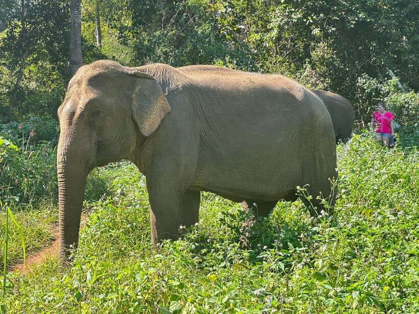 Chiang Mai Untouched Elephant: Nature Walk & Waterfall Trek - Who Should Book This, and Who Should Skip It