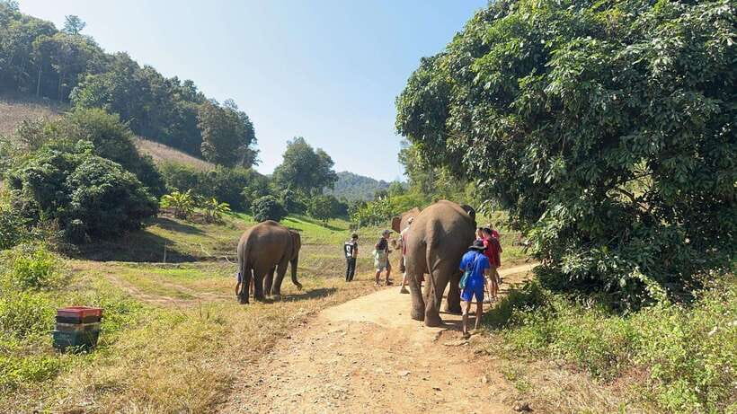 Chiang Mai Untouched Elephant: Nature Walk & Waterfall Trek - What to Bring: Make the Day Easy on Yourself