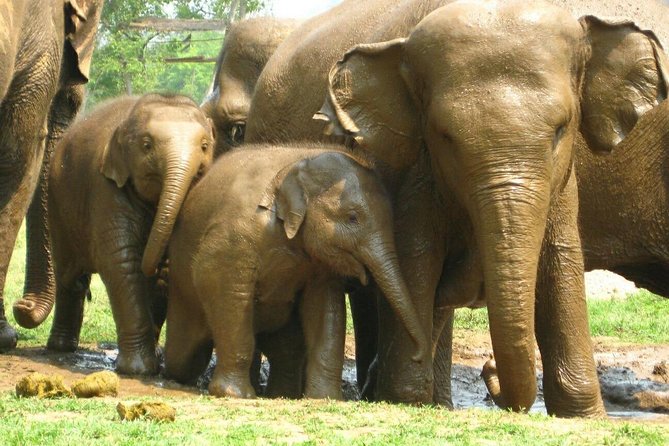 Chiang Mai Zipline White Water Rafting and Elephant Sanctuary - Who this tour fits best (and who should skip it)