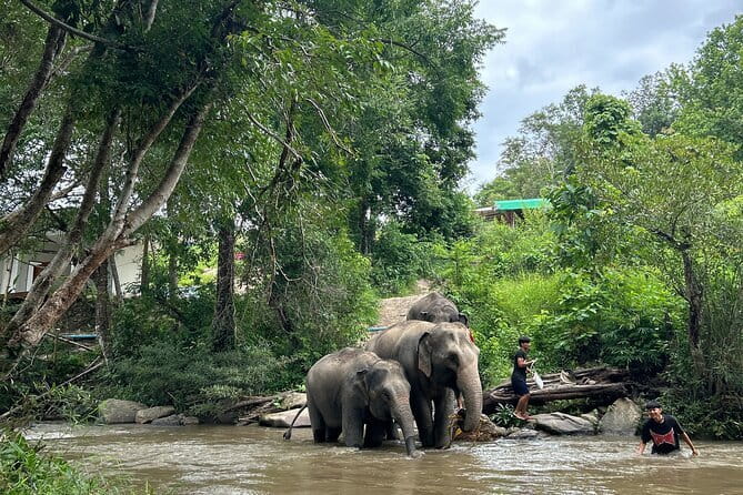 ChiangMai 1DayTour:Elephant Sanctuary,king&queen pagoda,waterfall - Feeding, walking, and bathing: how the elephant sanctuary day unfolds