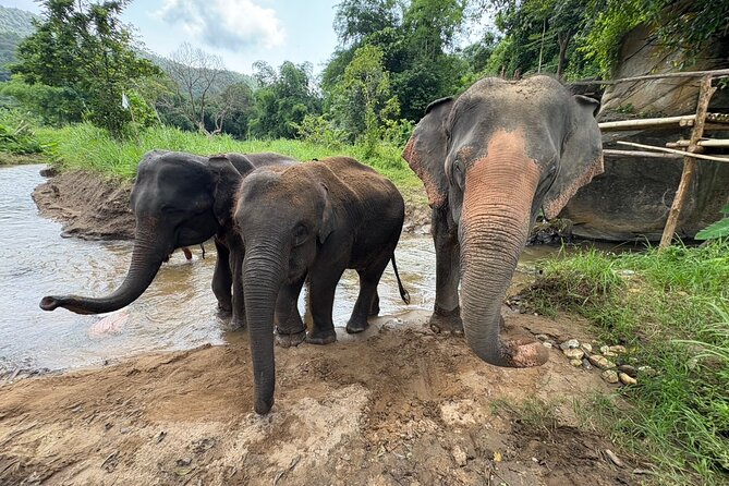 Chiangmai Half Day Visit and Wildlife Experience - Banchang sanctuary setting: what the cooperative approach changes