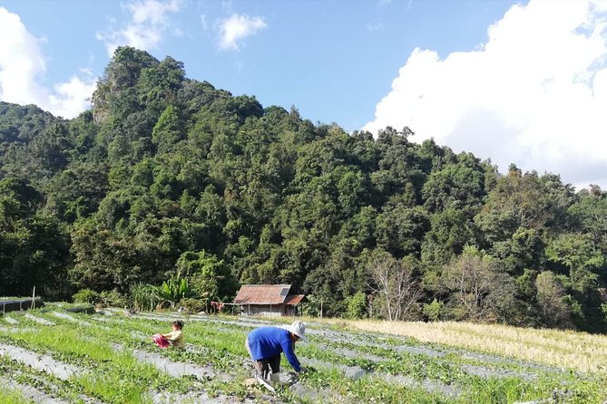Doi Inthanon Day Trip:Twin Pagodas,Soft Hiking,Coffee Plantation - Stop 1: Doi Inthanon National Park and the culture-meets-nature start