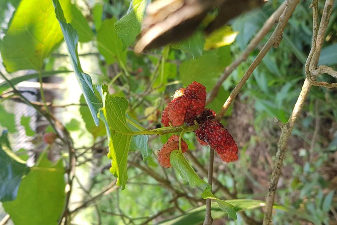 Doi inthanon National Park + 2Hour Fantastic Trekking with Lunch - Waterfalls and Seasonal Routing: Pha Dok Siew vs Kew Mae Pan