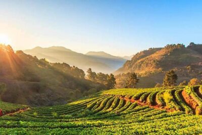 Doi Inthanon National Park Full Day Tour from Chiang Mai - Kew Mae Pan: the Roof of Thailand viewpoint with a small-trail feel