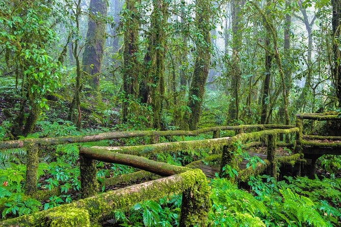 Doi Inthanon National Park, Waterfall & Royal Project Day Tour From Chiang Mai - Wachirathan Falls: 80-Meter Tiers and a Misty Break