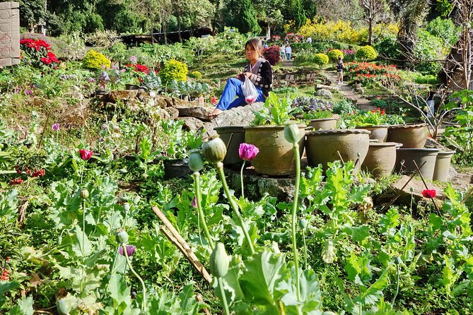 Doi Suthep and Hmong Hilltribe Half Day Tour in Chiang Mai - Climbing Wat Phra That Doi Suthep: stairs, relics, and 360-degree views