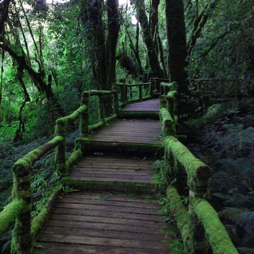 Eco-Friendly: Doi Inthanon & Pha Dok Siew Trekking Day Trip - Lunch in the Park: Fuel That Keeps the Day Comfortable