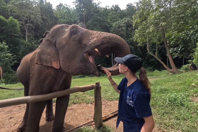 Elephant care program at CHIANGMAI ELEPHANT CARE - Key highlights you’ll care about