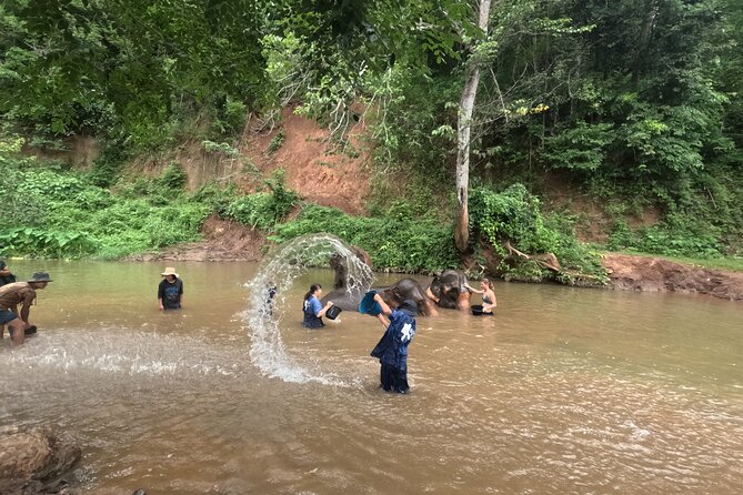 Elephant care program at CHIANGMAI ELEPHANT CARE - Ethical elephant care without the riding: what it really changes