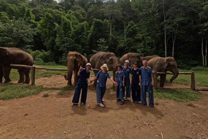 Elephant care program at CHIANGMAI ELEPHANT CARE - At the sanctuary: walking, observing, and learning elephant behavior