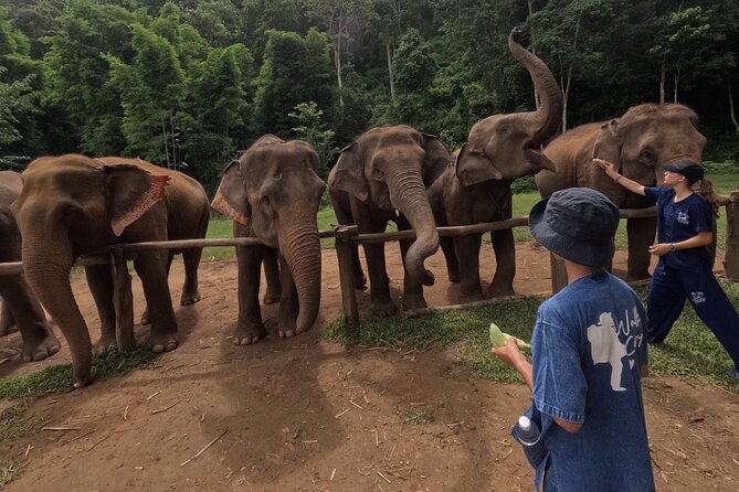 Elephant care program at CHIANGMAI ELEPHANT CARE - Feeding and protein supplements: the hands-on part people remember