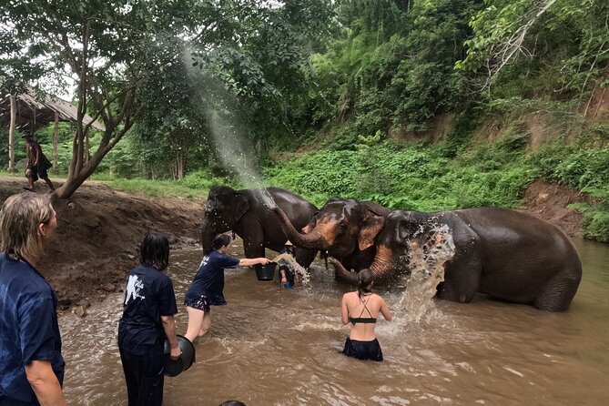 Elephant care program at CHIANGMAI ELEPHANT CARE - Bath time and water expectations: plan for muddy moments
