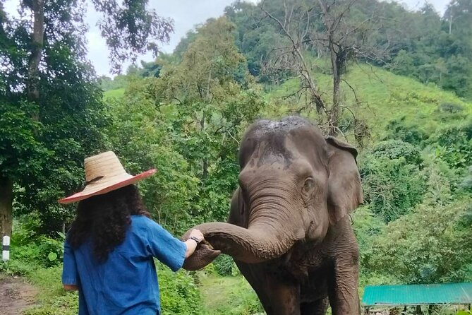 Elephant Experience and Hidden Jungle Waterfall Chiang Mai - E-co Adventure Camp: Rescued Elephants Without Riding
