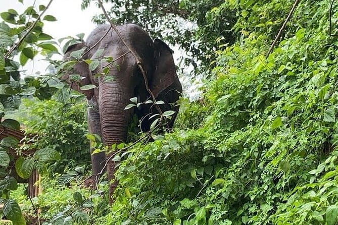 Elephant Sanctuary, Wat Ban Den & Sticky Waterfall - Key Things to Know Before You Go
