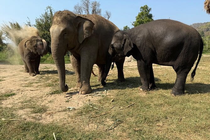 Elephant Sanctuary, Wat Ban Den & Sticky Waterfall - What You’ll Do on This Chiang Mai Elephant-and-Temple Day