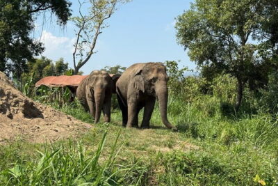 Elephant Sanctuary, Wat Ban Den & Sticky Waterfall - Pang Maidaeng Elephant Sanctuary: Respectful Up-Close Encounters