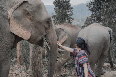 Elephant Sanctuary + Waterfall + Bamboo Rafting One Day Trip - Ethical Elephant Sanctuary: What Your Time With the Elephants Really Feels Like