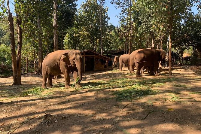 Elephant Sightings , Bamboo Rafting Through The Jungle, Swimming In a Waterfall - Elephant Sightings: How This Part Fits the Day