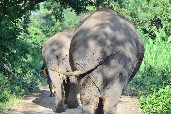 Experience Elephant Sanctuary + Sticky Waterfall - Key highlights to know before you go