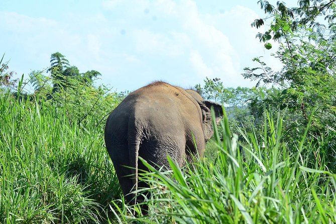 Experience Elephant Sanctuary + Sticky Waterfall - A private morning out of Chiang Mai: elephants first, waterfall second