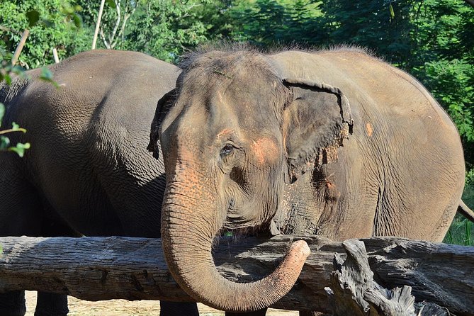 Experience Elephant Sanctuary + Sticky Waterfall - Getting practical at the sanctuary: clothes, lockers, and bathing time