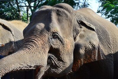 Experience Elephant Sanctuary + Sticky Waterfall - Volunteer-style elephant feeding: nepia grass, pumpkin, sugarcane, banana