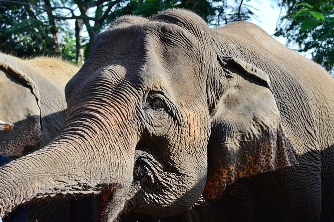 Experience Elephant Sanctuary + Sticky Waterfall - Volunteer-style elephant feeding: nepia grass, pumpkin, sugarcane, banana