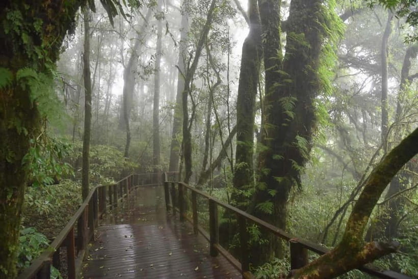 From Chiang Mai: Doi Inthanon National Park Day Trip - King and Queen Twin Pagodas: calm gardens and panoramic viewpoints