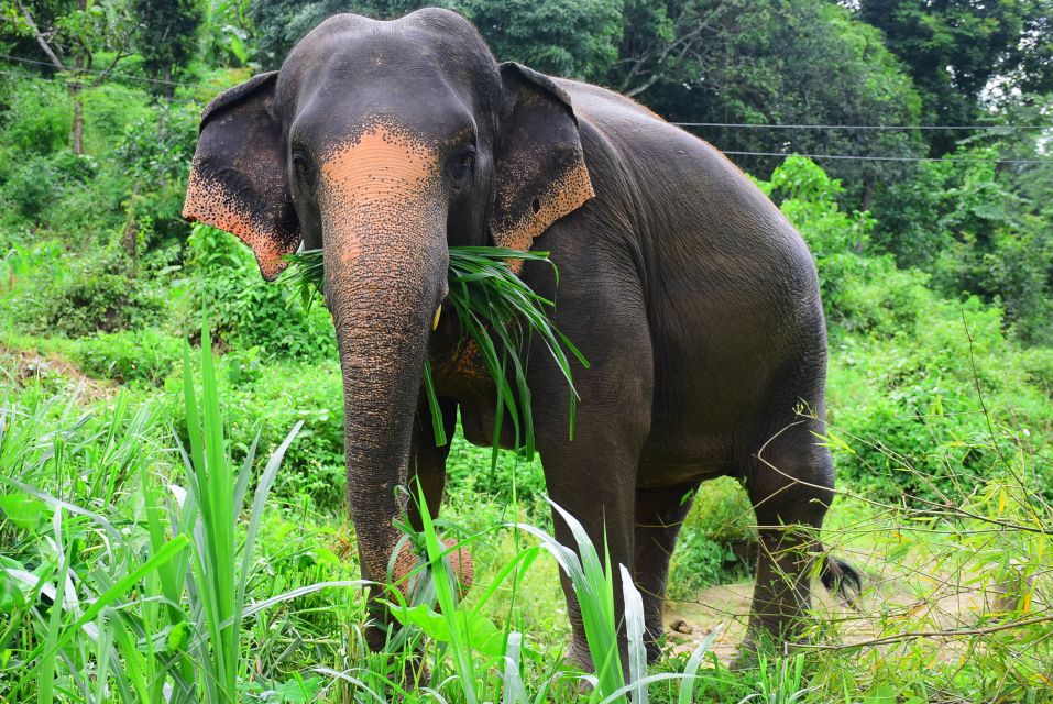 From Chiang Mai: Elephant Care Program and Nursery Tour - Key things to know before you go