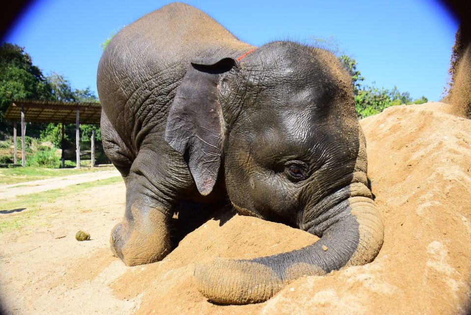 From Chiang Mai: Elephant Care Program and Nursery Tour - Feeding time and medicine balls: hands-on care without the showy stuff