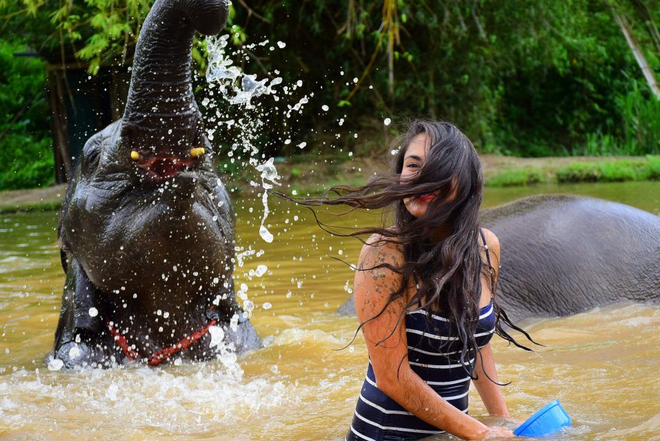 From Chiang Mai: Elephant Care Program and Nursery Tour - Comfort, timing, and logistics: what to watch on the day