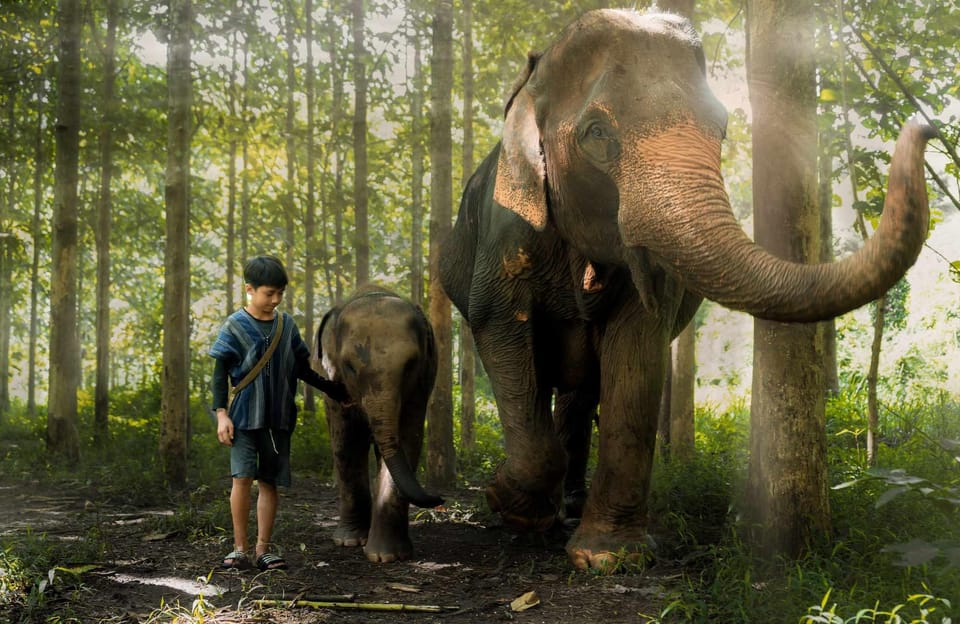 From Chiang Mai: Kerchor Eco Elephant Park Tour - Key moments that make this tour worth your time