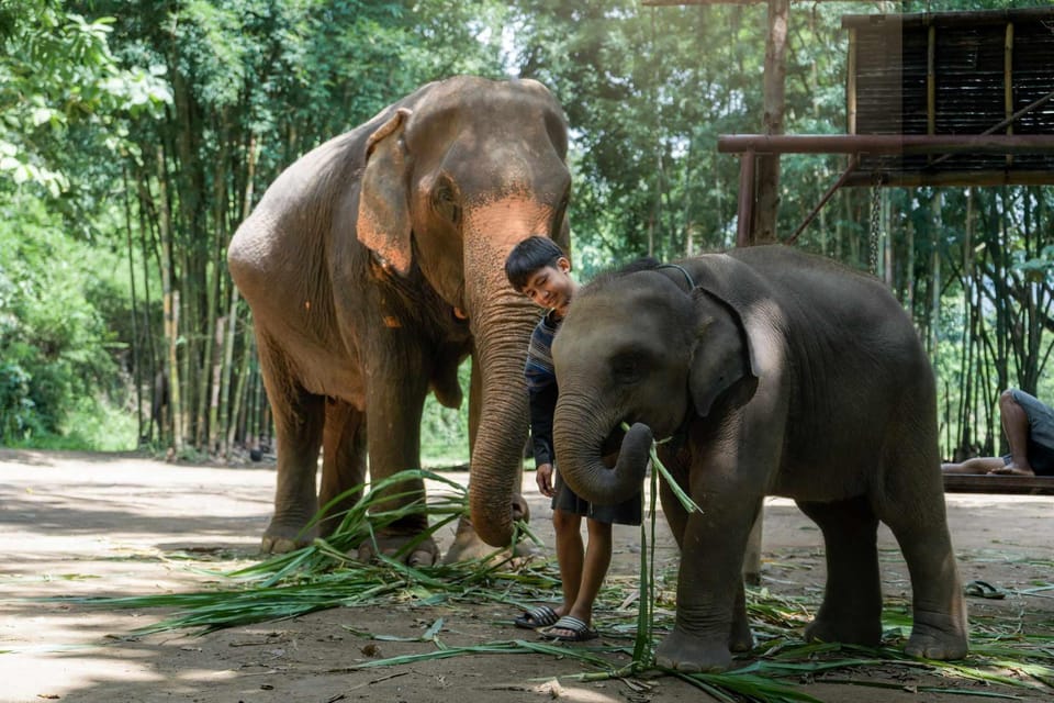 From Chiang Mai: Kerchor Eco Elephant Park Tour - Rules and what to pack so the day feels comfortable