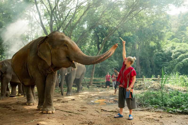 From Chiang Mai: Kerchor Eco Elephant Park Tour - How Kerchor Eco Elephant Park makes elephants the focus
