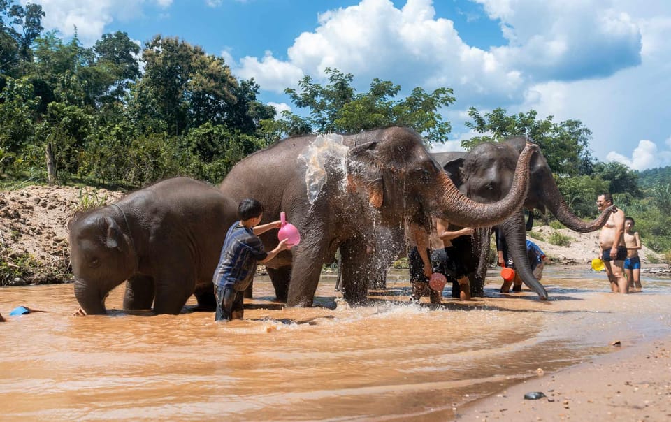 From Chiang Mai: Kerchor Eco Elephant Park Tour - Feeding baby elephants: snacks, patience, and good photo help