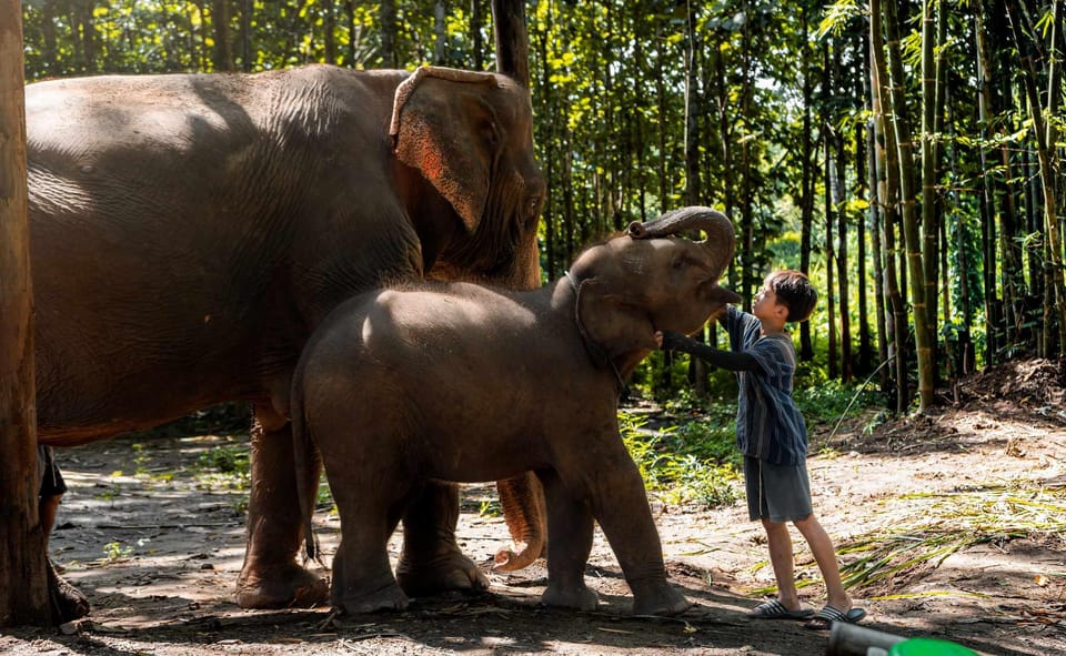 From Chiang Mai: Kerchor Eco Elephant Park Tour - Walking with elephants and watching them play in mud