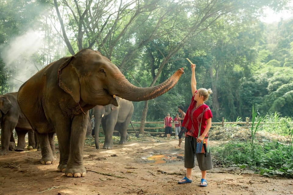 From Chiang Mai: Kerchor Eco Elephant Park Tour - Thai lunch in the park: nice break, but manage expectations