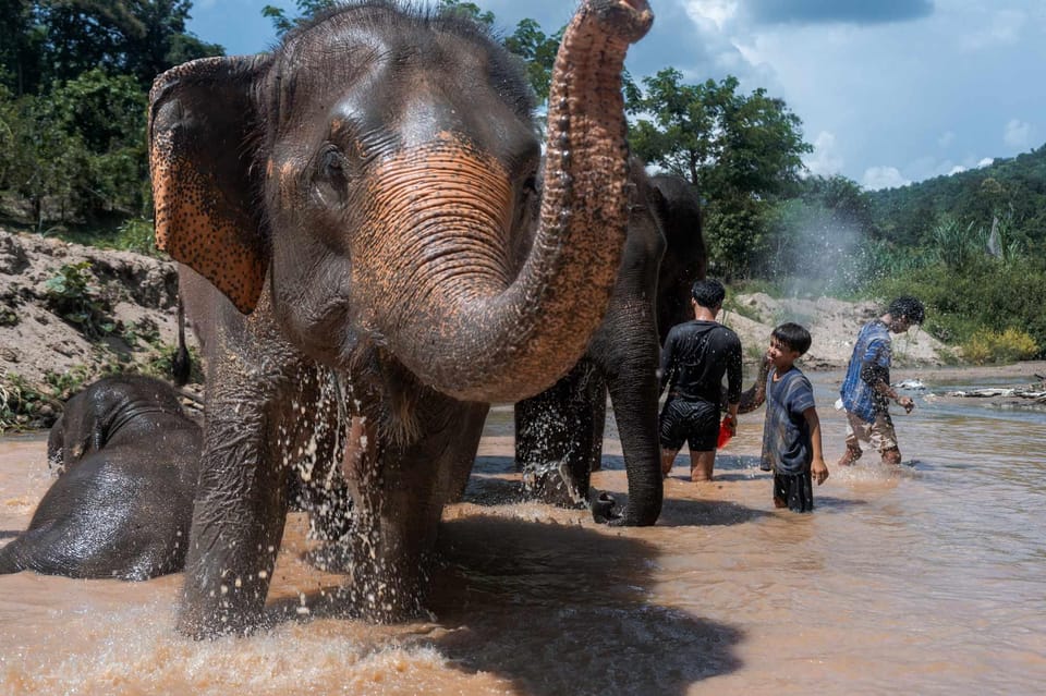 From Chiang Mai: Kerchor Eco Elephant Park Tour - What guides actually do during the day (and why it matters)