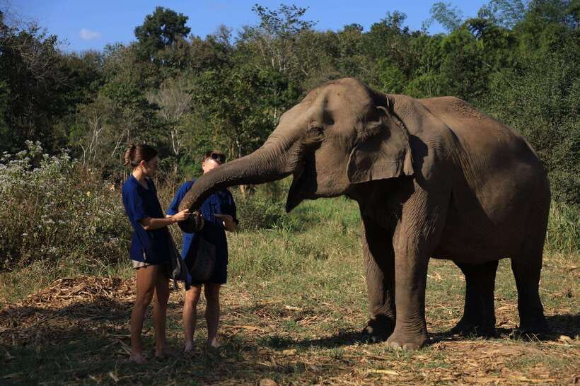 From Chiang Mai: Living Green Elephant Sanctuary Tour - A no-riding elephant day near Chiang Mai’s mountain country