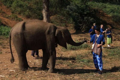 From Chiang Mai: Living Green Elephant Sanctuary Tour - Price and value: why $46 can actually make sense