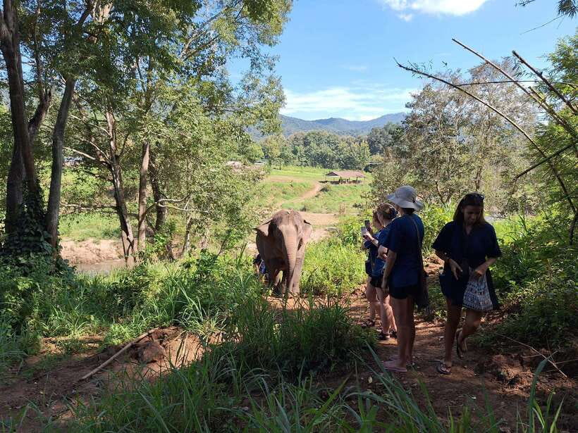 From Chiang Mai: Living Green Elephant Sanctuary Tour - Feeding and walking: how the interaction stays respectful