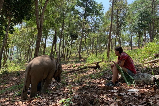 Full Day Doi Saket Hiking Tour - Who This Tour Suits Best (And Who Might Prefer an Easier Option)
