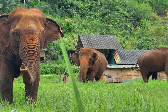 Full Day Experience at Ran-Tong Save & Rescue Elephant Centre - Key things that make this elephant day work