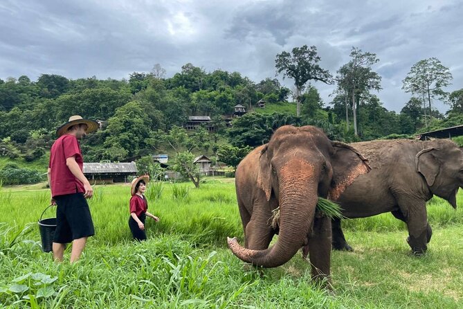 Full Day Experience at Ran-Tong Save & Rescue Elephant Centre - Making vitamins for pregnant, injured, and older elephants