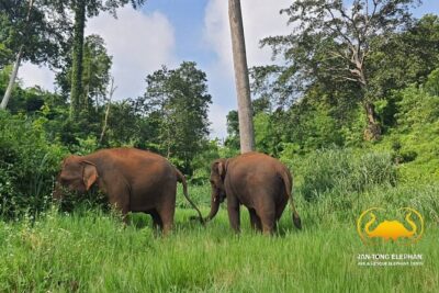 Full Day Experience at Ran-Tong Save & Rescue Elephant Centre - Mahout-Style Karen clothing and your elephant-school orientation